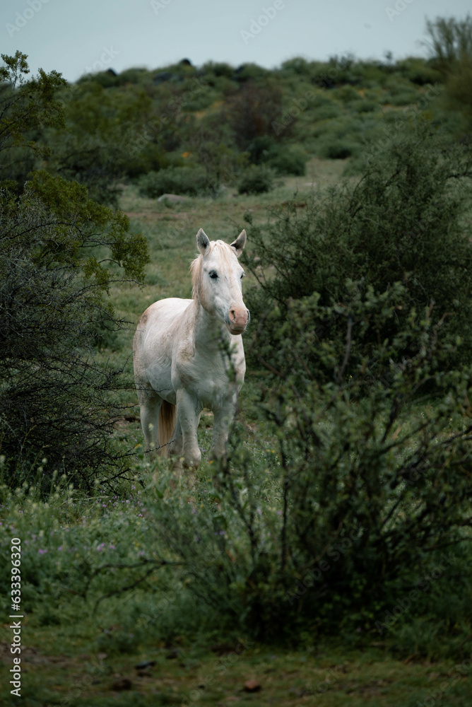 White wild horse, Tonto National Forest, Arizona White wild horse, Tonto National Forest, Arizona
