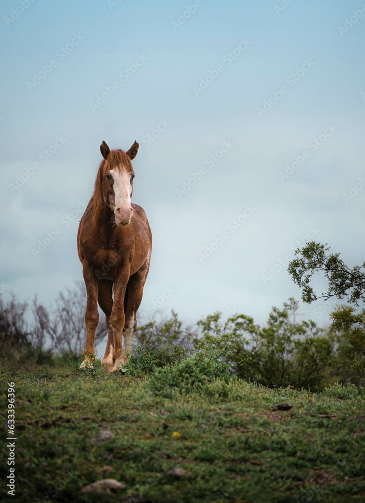 Obraz premium Mustang, Wild horse, Tonto National Forest, Arizona
