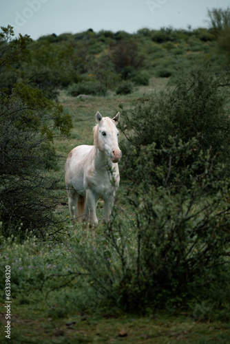 Fototapeta Naklejka Na Ścianę i Meble -  White wild horse, Tonto National Forest, Arizona 