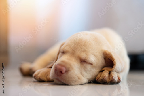 Adorable Labrador puppy sleep on floor