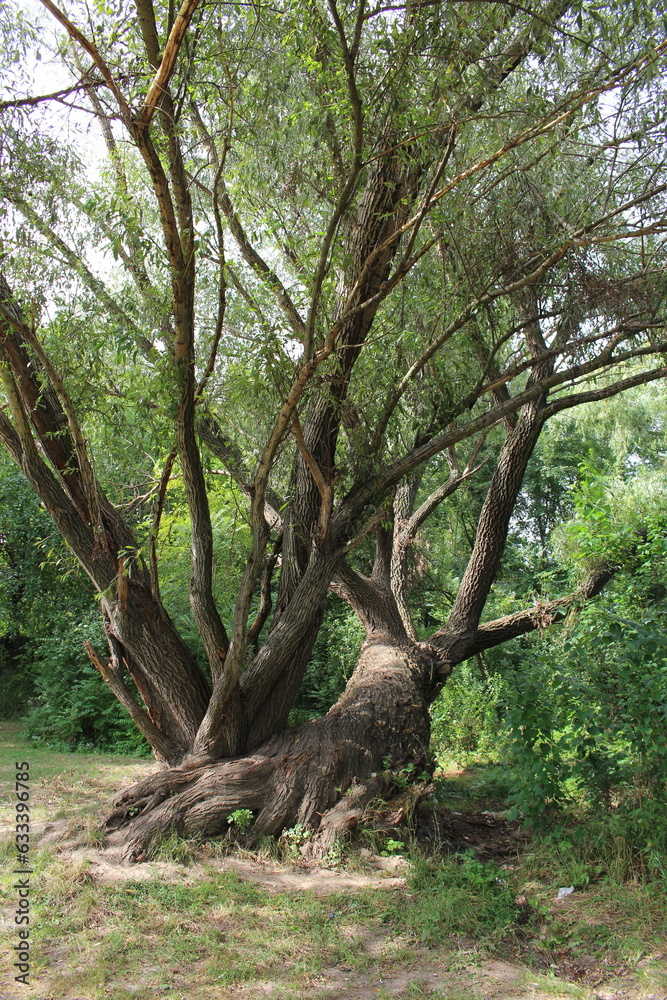 A tree with a large trunk