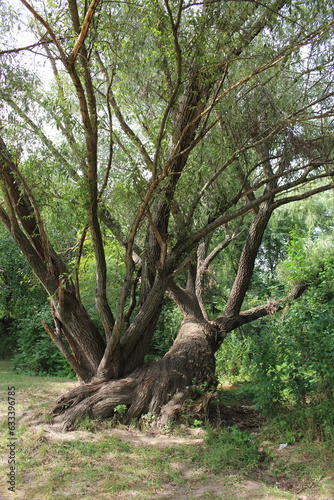 A tree with a large trunk