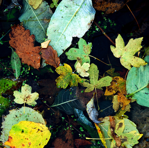 Autumn leaves in different sizes and shapes