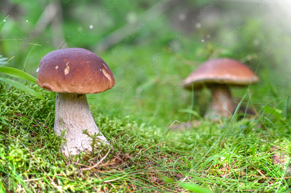 boletus mushroom in the moss in the forrest boletus mushroom in the moss in the forrest