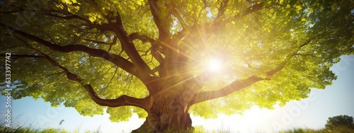 Summer or autumn nature background, big old oak tree against sunlight