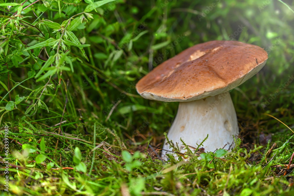 boletus edulis mushroom in the moss in the amazing forest boletus edulis mushroom in the moss in the amazing forest