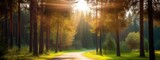 Sunbeams shine through the trees onto an empty road in a pine forest