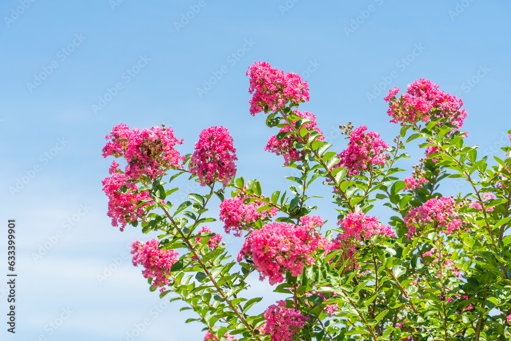 purple crape myrtle blooming flower with space copy on blue sky purple crape myrtle blooming flower with space copy on blue sky