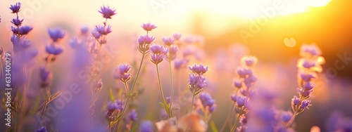 Wild flowers in a meadow at sunset. Macro image, shallow depth of field. Abstract summer nature background © Eli Berr