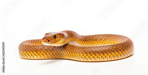 Brown colour snake isolated on white background with shadow photo