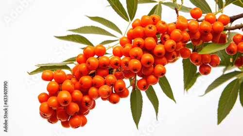 Sea buckthorn isolated on a white background.