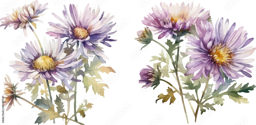 Aster flower clipart, isolated vector illustration. Aster flower clipart, isolated vector illustration.