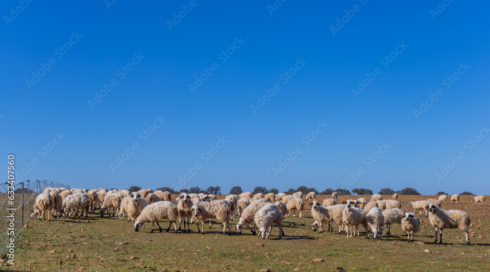 Sheeps pacing in the field
