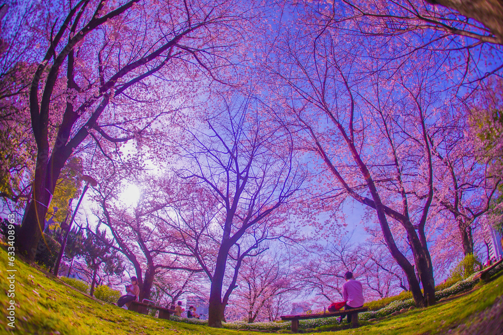 飛鳥山公園の桜