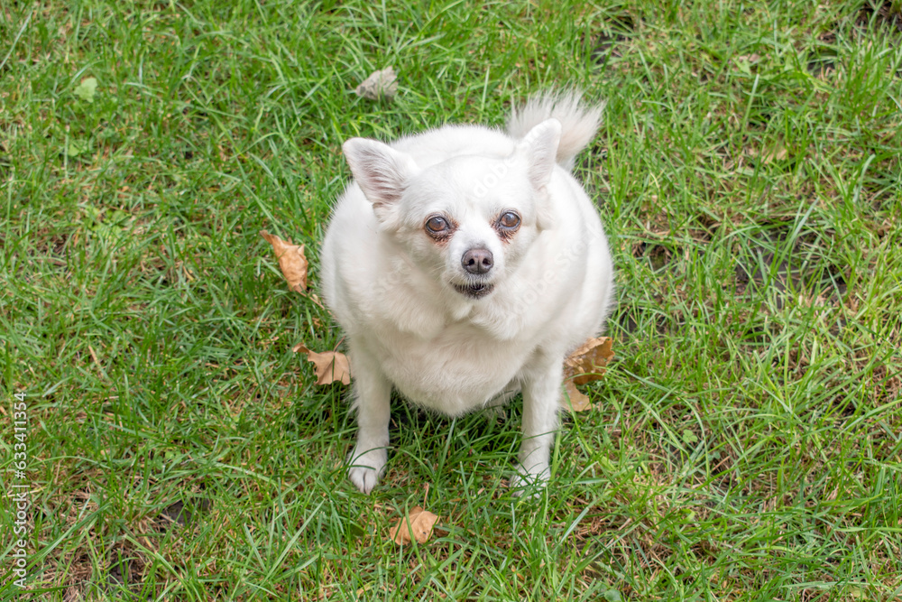 American eskimo dog, dog breed, urban pets
