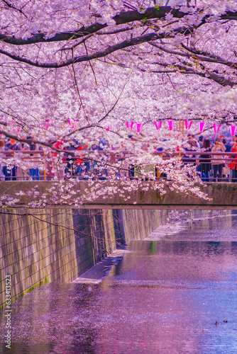 Obraz na płótnie 中目黒の満開の桜 w salonie