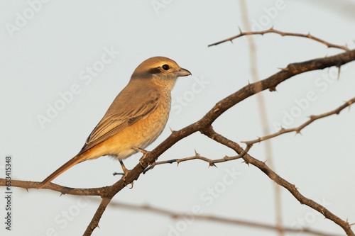 Isaballine shrike perched on acacia twig, Bahrain