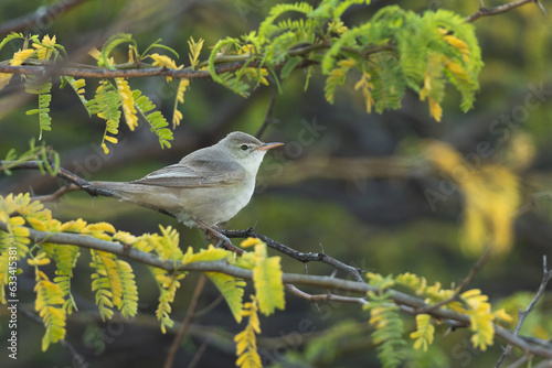 Upchers Warbler perched on green at Hamala, Bahrain photo