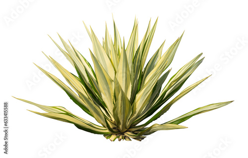 Exotic desert plant isolated element