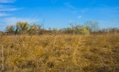 summer prairie with dry grass under blue cloudy sky