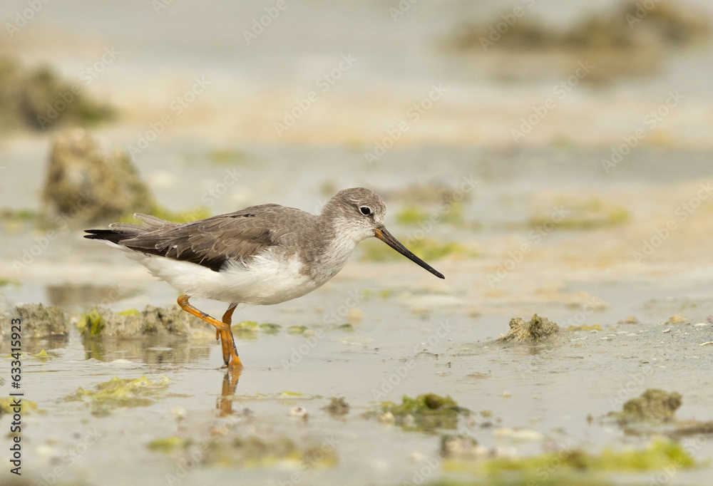 Terek sandpiper feeding at Eker creek of Bahrain Terek sandpiper feeding at Eker creek of Bahrain