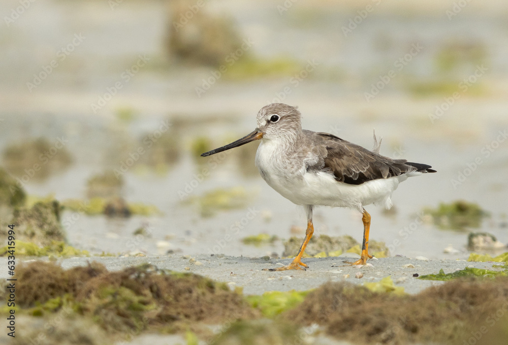 Portrait of a Terek sandpiper at Eker creek of Bahrain Portrait of a Terek sandpiper at Eker creek of Bahrain