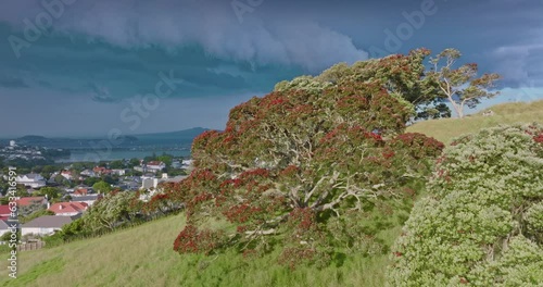 Aerial: Big flowering Pohutukawa tree, Auckland  New Zealand photo