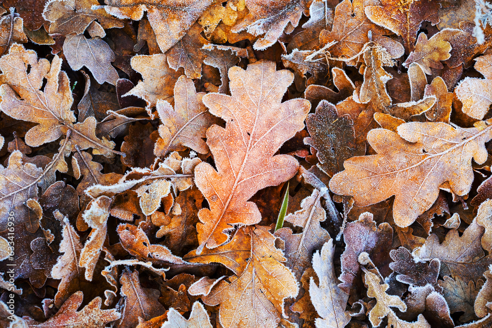 closeup frozen red dry  oak leaves on ground, beautiful seasonal natural outdoor background