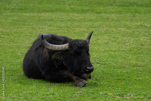 Black water buffalo lying on a green meadow.
