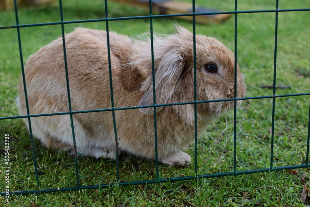 Fototapeta premium Red domestic rabbit on green grass behind a fence in close-up