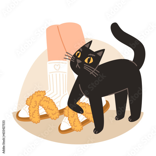 Domestic black cat follows the owner and asks for food