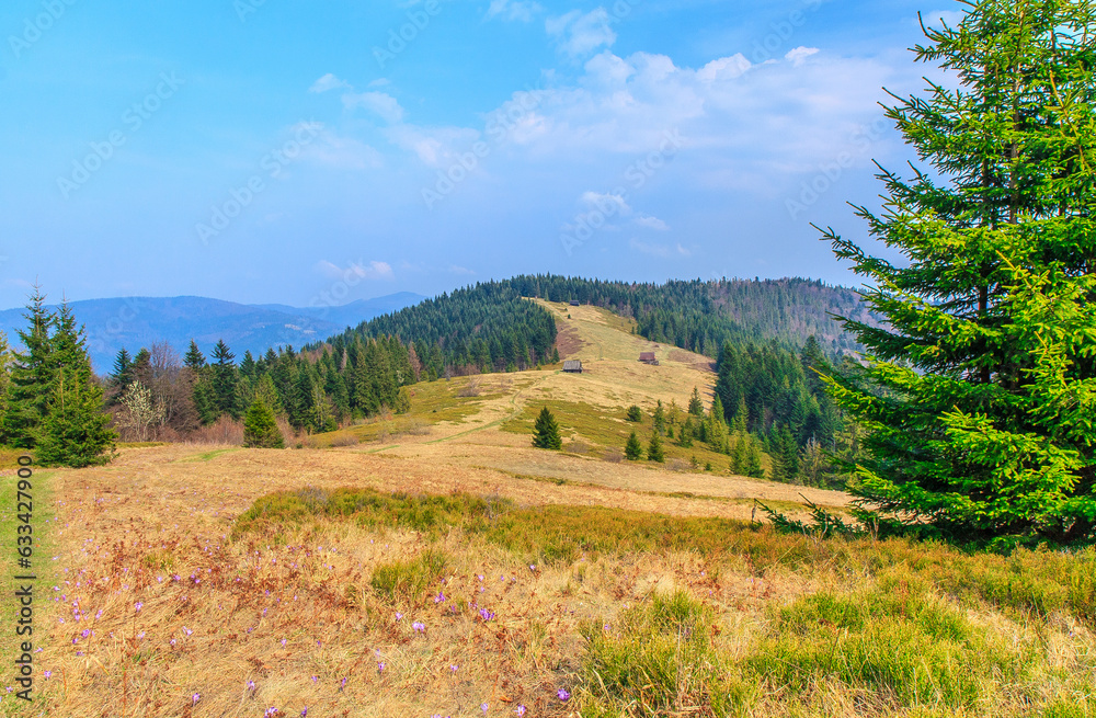 Tytuł: Podskały pasture on the slopes of Jaworzynka on the yellow trail from Turbacz to Lubomierz in Gorce (Poland) on a sunny April day.