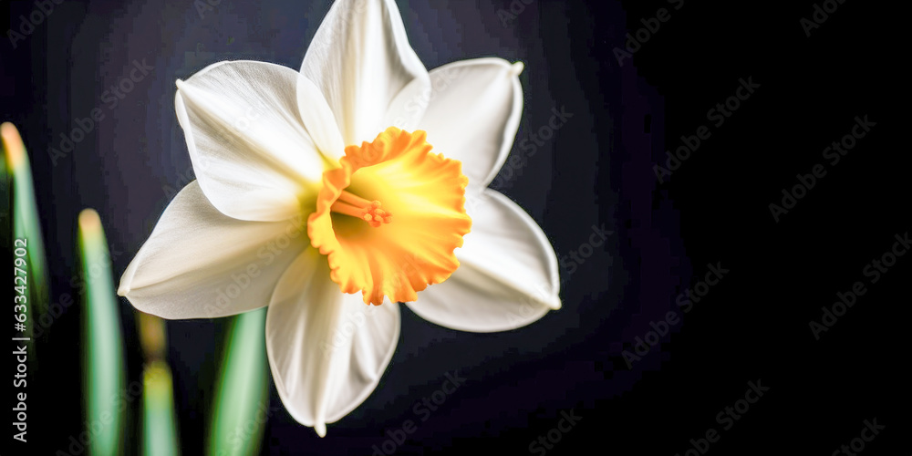 Fototapeta premium Closeup of Daffodils Flower - Generative AI