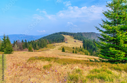 Obraz na płótnie Tytuł: Podskały pasture on the slopes of Jaworzynka on the yellow trail from Turbacz to Lubomierz in Gorce (Poland) on a sunny April day. w salonie
