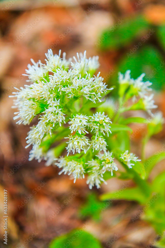 Blooming white butterbur (Petasites albus) in the forest in the Gorce mountains (Poland) on a sunny April day.