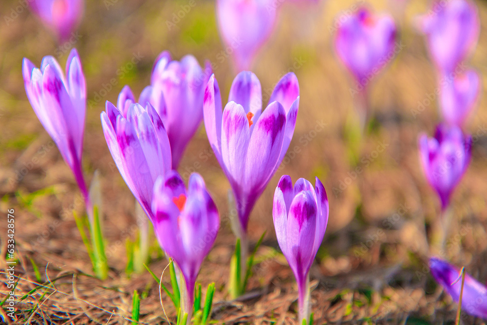 Blooming crocuses (Crocus scepusiensis) on Hala Turbacz in Gorce (Poland) on a sunny April morning.