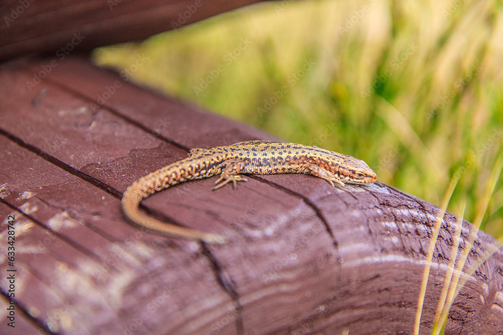 Sand lizard (Lacerta agilis) in Gorce (Poland) on a sunny April day.