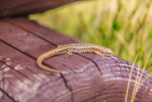 Obraz na płótnie Sand lizard (Lacerta agilis) in Gorce (Poland) on a sunny April day. w salonie