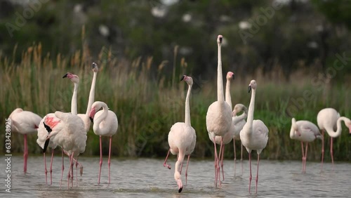 Courtship display of Greater Flamingos (Phoenicopterus roseus) in group in spring. Saintes Maries de la Mer, Parc naturel regional de Camargue, Arles, Bouches du Rhone, Provence, Cote d'Azur, France.