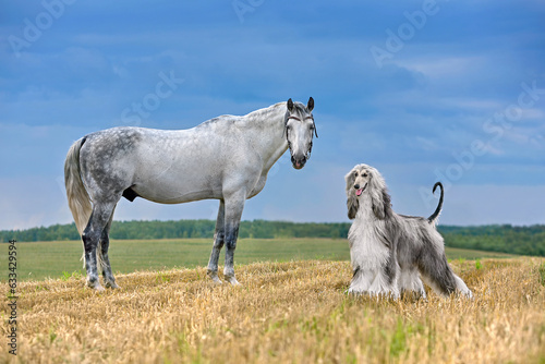 Dog and horse standing on field photo