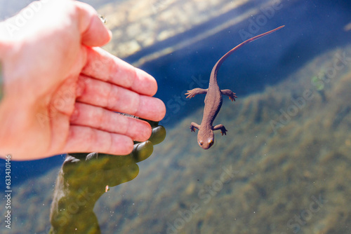 Catching Newts
