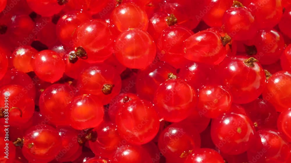 close-up red currant ripe rotates. currant macro close-up red currant ripe rotates. currant macro