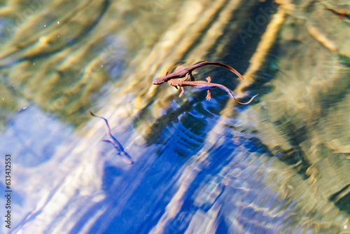 Water ripples around swimming Newts photo