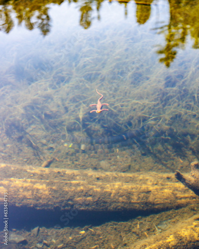 Newt coming up to breath in pond grass photo