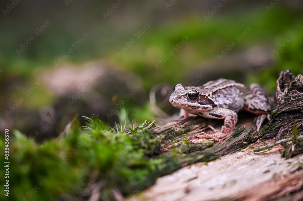 frog in the beautiful moss in amazing forrest frog in the beautiful moss in amazing forrest