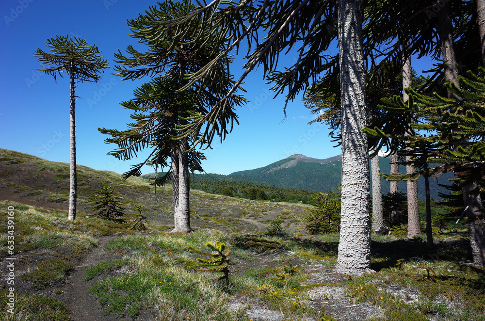 Araucaria Araucana Forest Monkey Puzzle Tree On Mountainside In Araucaria Araucana Forest Monkey Puzzle Tree On Mountainside In