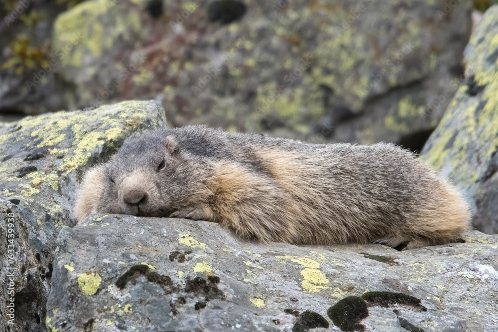 Cute Marmot (Marmota marmota) lying on a rock - Italian Alps. Groundhog day.