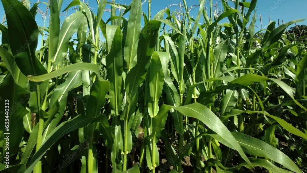 Pan across the lines of a growing crop of maize corn on a farm in Northamptonshire England. Pan across the lines of a growing crop of maize corn on a farm in Northamptonshire England.