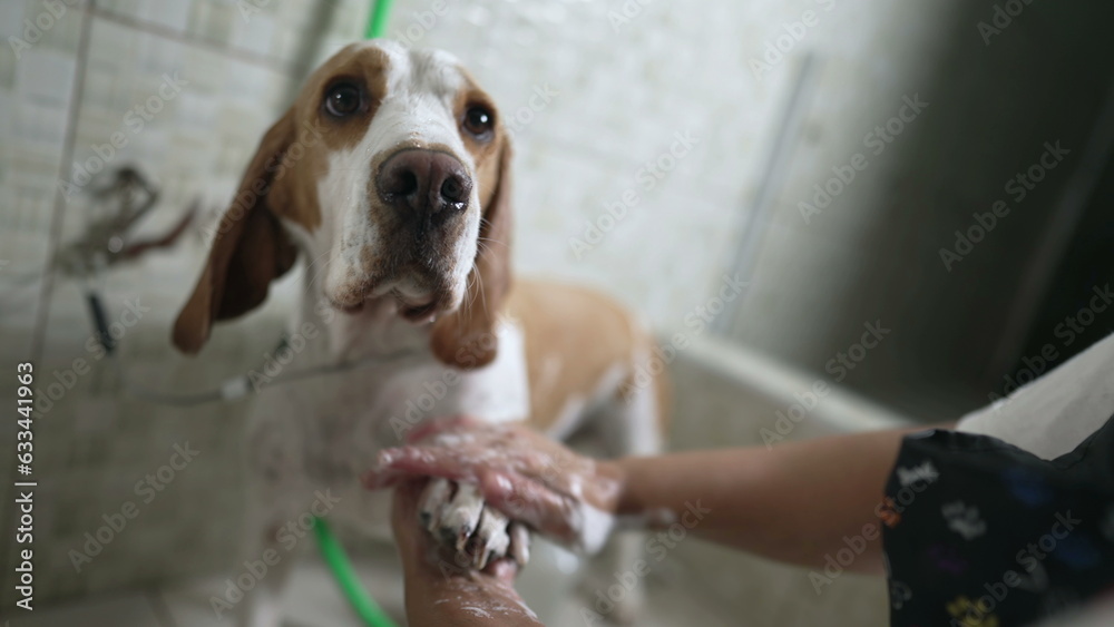 Professional Pet Shop Services at a Local business. Female employee Washing Dog's Beagle PAW by hand