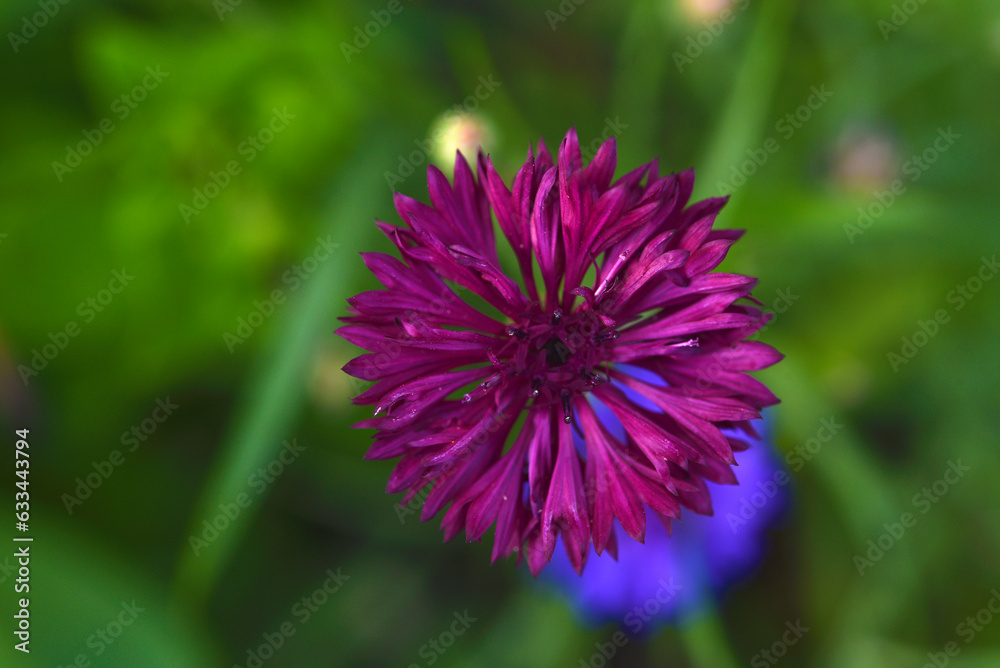 Centaurea paniculata. Aster flowers in the garden. Multicolored small Asteraceae flowers. Centaurea paniculata. Aster flowers in the garden. Multicolored small Asteraceae flowers.